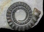 Multiple Devonian Anetoceras Ammonites - Morocco #67731-4